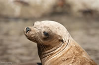California sea lion. Photo by Beth Huning.