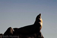 CA sea lions. Photo by Beth Huning.